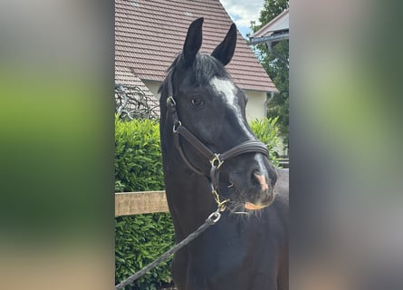 Hannoveraan, Merrie, 12 Jaar, 170 cm, Zwart