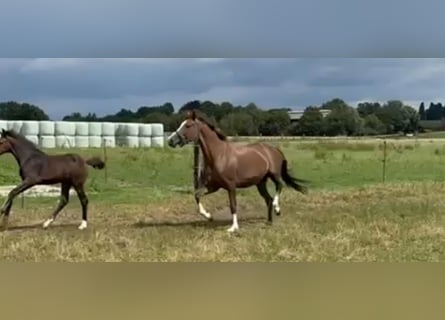 Hannoveraan, Merrie, 13 Jaar, 160 cm, Donkere-vos