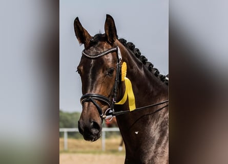 Hannoveraan, Merrie, 13 Jaar, 167 cm, Donkerbruin