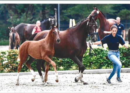 Hannoveraan, Merrie, 13 Jaar, 168 cm, Donkere-vos