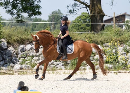 Hannoveraner, Stute, 13 Jahre, 168 cm, Fuchs