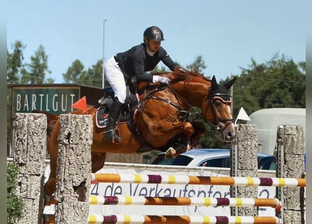 Hannoveraan, Merrie, 13 Jaar, 168 cm, Vos