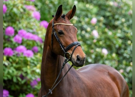 Hannoveraan, Merrie, 13 Jaar, 177 cm, Bruin