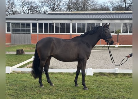 Hannoveraan, Merrie, 14 Jaar, 168 cm, Donkerbruin