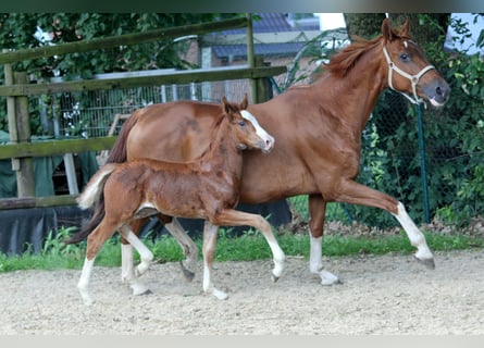 Hannoveraan, Merrie, 14 Jaar, 168 cm, Vos