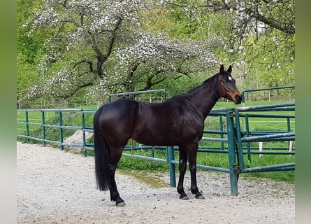 Hannoveraan, Merrie, 14 Jaar, 168 cm, Zwartbruin