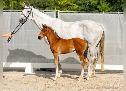 Hannoveraan, Merrie, 14 Jaar, 169 cm, Schimmel