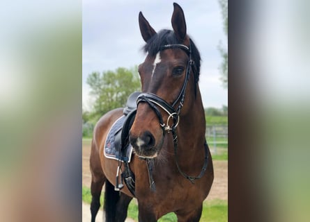 Hannoveraan, Merrie, 14 Jaar, 170 cm, Donkerbruin