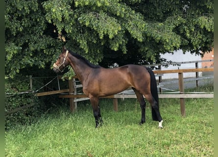Hannoveraan, Merrie, 14 Jaar, 175 cm, Bruin