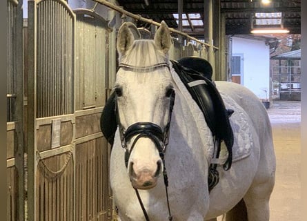 Hannoveraan, Merrie, 15 Jaar, 163 cm, Schimmel