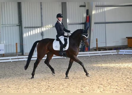 Hannoveraan, Merrie, 15 Jaar, 165 cm, Bruin
