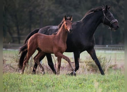 Hannoveraan, Merrie, 15 Jaar, 166 cm, Donkerbruin