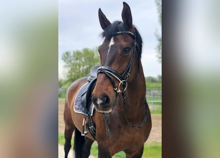 Hannoveraan, Merrie, 15 Jaar, 170 cm, Donkerbruin