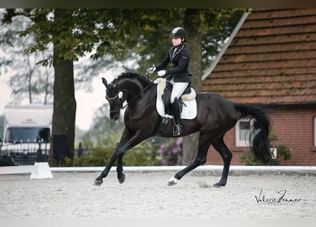 Hannoveraan, Merrie, 15 Jaar, 170 cm, Zwart