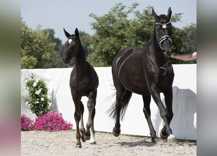 Hannoveraan, Merrie, 15 Jaar, 170 cm, Zwart