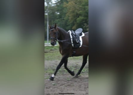 Hannoveraan, Merrie, 16 Jaar, 164 cm, Bruin