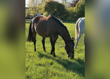 Hannoveraan, Merrie, 16 Jaar, 164 cm, Bruin