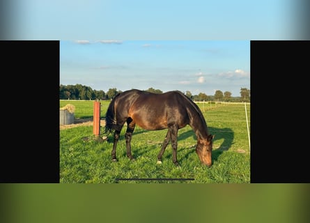 Hannoveraan, Merrie, 16 Jaar, 166 cm, Donkerbruin