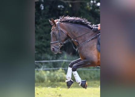 Hannoveraan, Merrie, 16 Jaar, 167 cm, Bruin