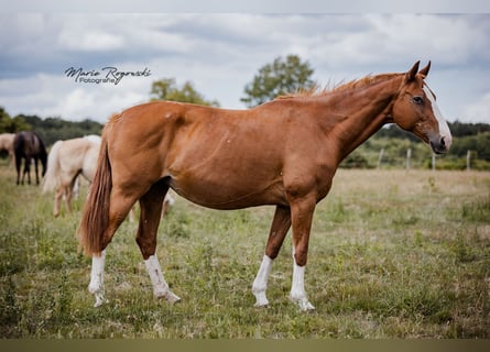 Hannoveraan, Merrie, 16 Jaar, 170 cm, Vos