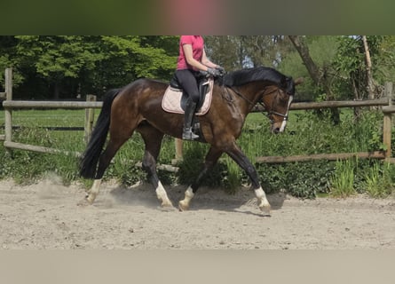 Hannoveraan, Merrie, 16 Jaar, 172 cm, Donkerbruin