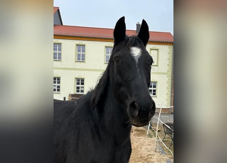 Hannoveraan, Merrie, 17 Jaar, 164 cm, Zwart