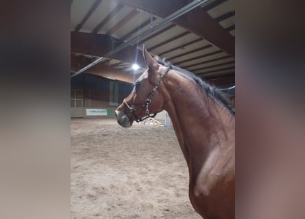 Hannoveraan, Merrie, 17 Jaar, 165 cm, Donkerbruin