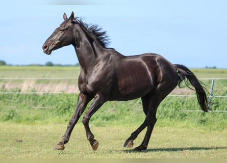 Hannoveraan, Merrie, 17 Jaar, 165 cm, Zwart