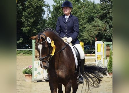 Hannoveraan, Merrie, 17 Jaar, 170 cm, Bruin