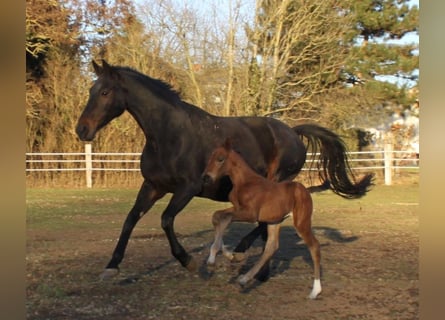 Hannoveraan, Merrie, 17 Jaar, 170 cm, Donkerbruin