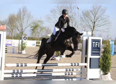 Hannoveraan, Merrie, 18 Jaar, 164 cm, Zwart