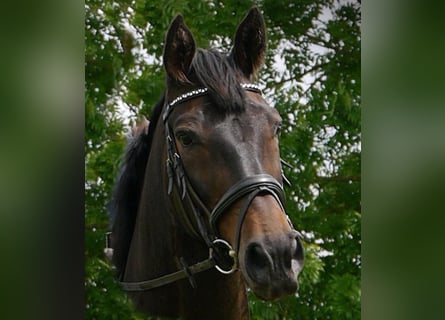 Hannoveraan, Merrie, 18 Jaar, 172 cm, Donkerbruin