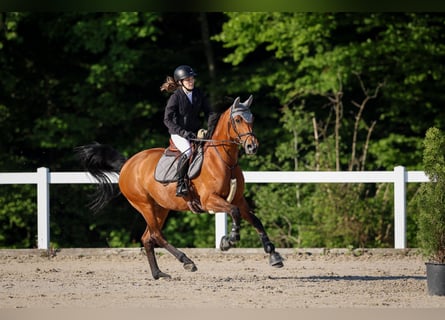 Hannoveraan, Merrie, 19 Jaar, 158 cm, Bruin