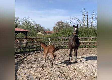 Hannoveraan, Merrie, 19 Jaar, 164 cm, Bruin