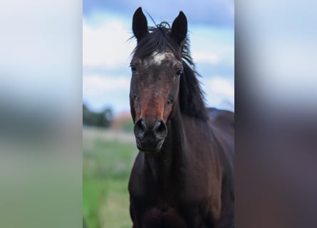 Hannoveraan, Merrie, 19 Jaar, 165 cm, Bruin
