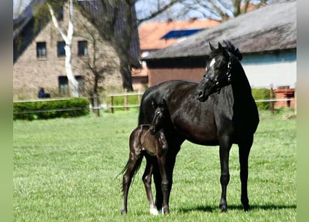 Hannoveraan, Merrie, 19 Jaar, 170 cm, Zwart