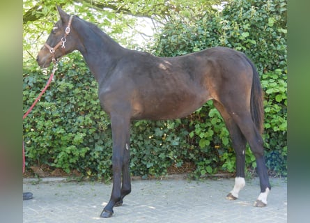 Hannoveraan, Merrie, 1 Jaar, 149 cm