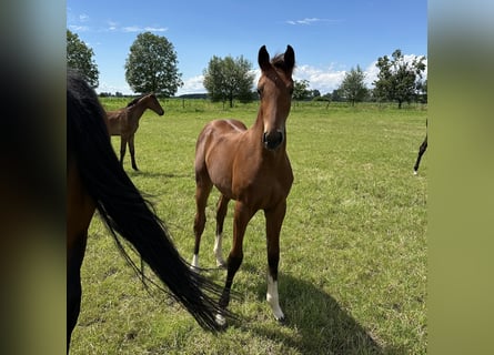 Hannoveraan, Merrie, 1 Jaar, 162 cm, Bruin