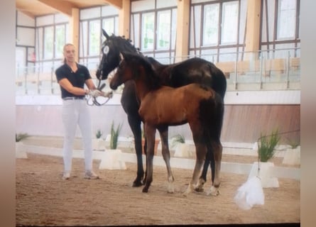 Hannoveraan, Merrie, 1 Jaar, 163 cm, Bruin