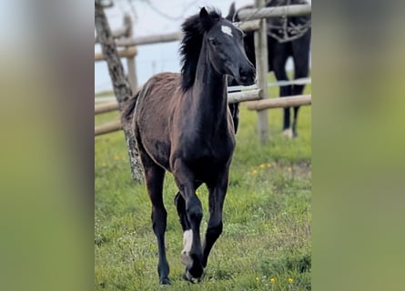 Hannoveraan, Merrie, 1 Jaar, 164 cm, Donkerbruin