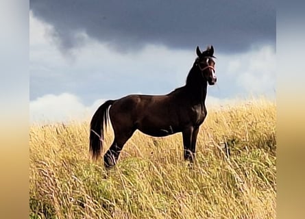 Hannoveraan, Merrie, 1 Jaar, 167 cm, Bruin