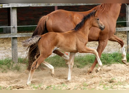 Hannoveraan, Merrie, 1 Jaar, 168 cm, Bruin