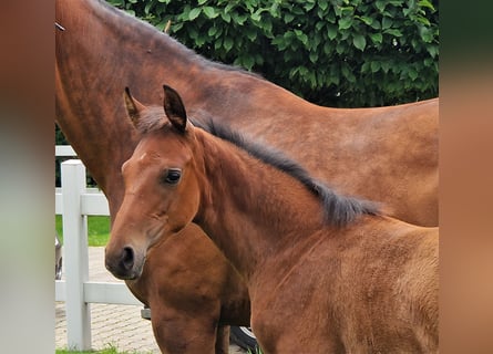 Hannoveraan, Merrie, 1 Jaar, 168 cm, Bruin