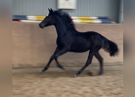 Hannoveraan, Merrie, 1 Jaar, 168 cm, Zwart