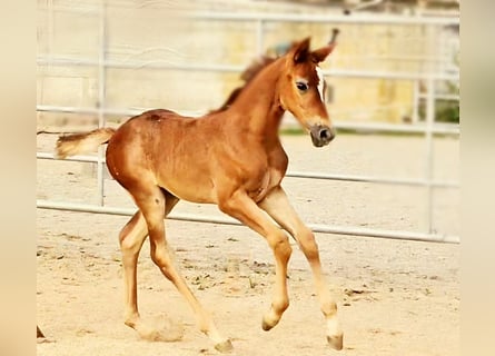 Hannoveraan, Merrie, 1 Jaar, 169 cm, kan schimmel zijn