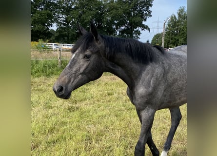 Hannoveraan, Merrie, 1 Jaar, 170 cm, Appelschimmel