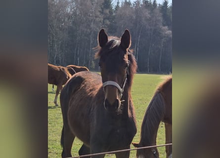 Hannoveraan, Merrie, 1 Jaar, 170 cm, Bruin