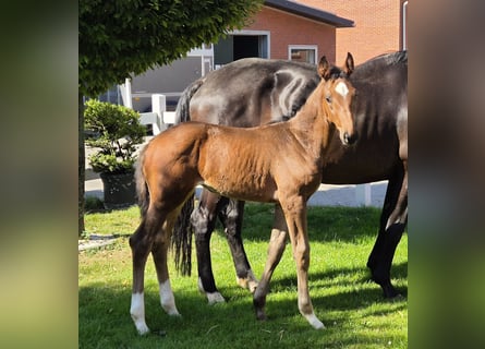 Hannoveraan, Merrie, 1 Jaar, 170 cm, Donkerbruin