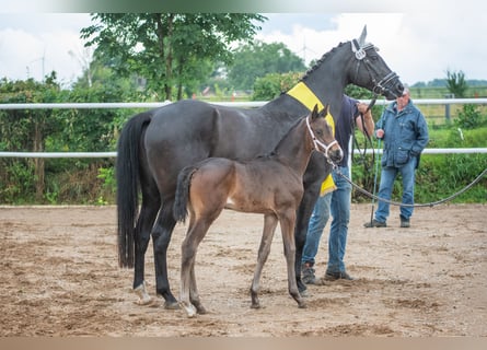 Hannoveraan, Merrie, 1 Jaar, 170 cm, Donkerbruin