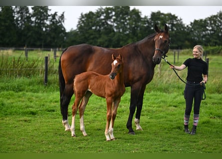 Hannoveraan, Merrie, 1 Jaar, 170 cm, Vos